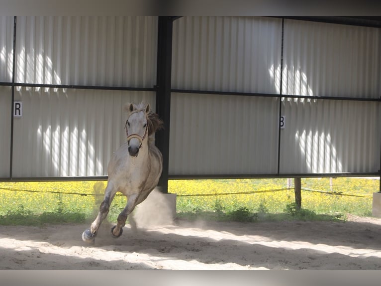Cruzado Wallach 11 Jahre 166 cm Fliegenschimmel in Fry