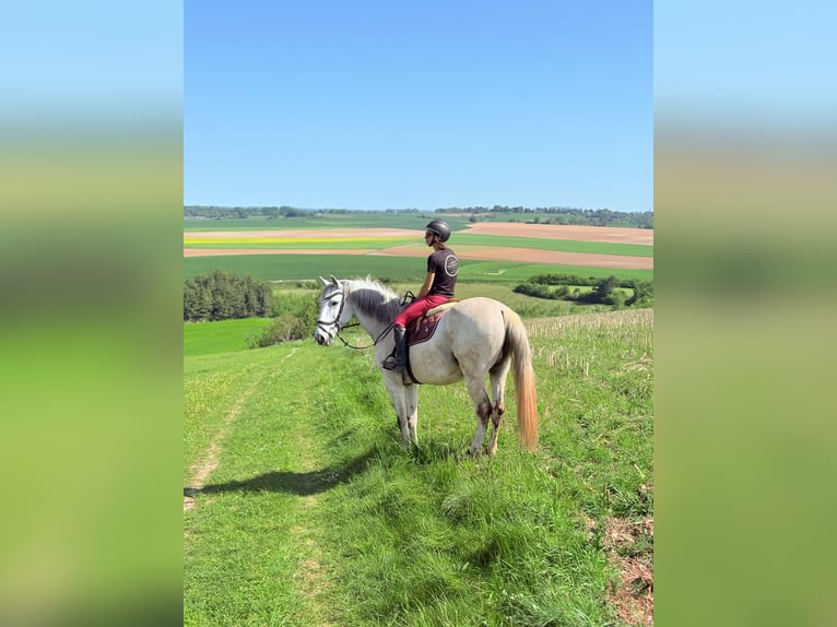 Cruzado Wallach 11 Jahre 166 cm Fliegenschimmel in Fry