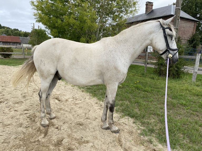 Cruzado Wallach 11 Jahre 166 cm Fliegenschimmel in Fry