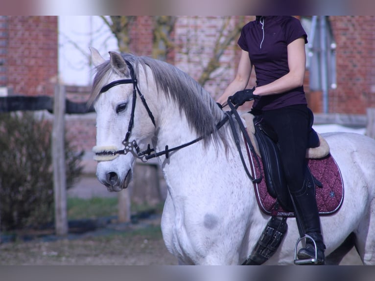 Cruzado Wallach 11 Jahre 166 cm Fliegenschimmel in Fry