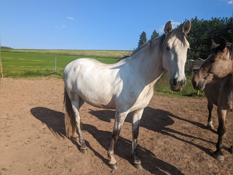 Cruzado Wallach 12 Jahre 145 cm Schimmel in Salm