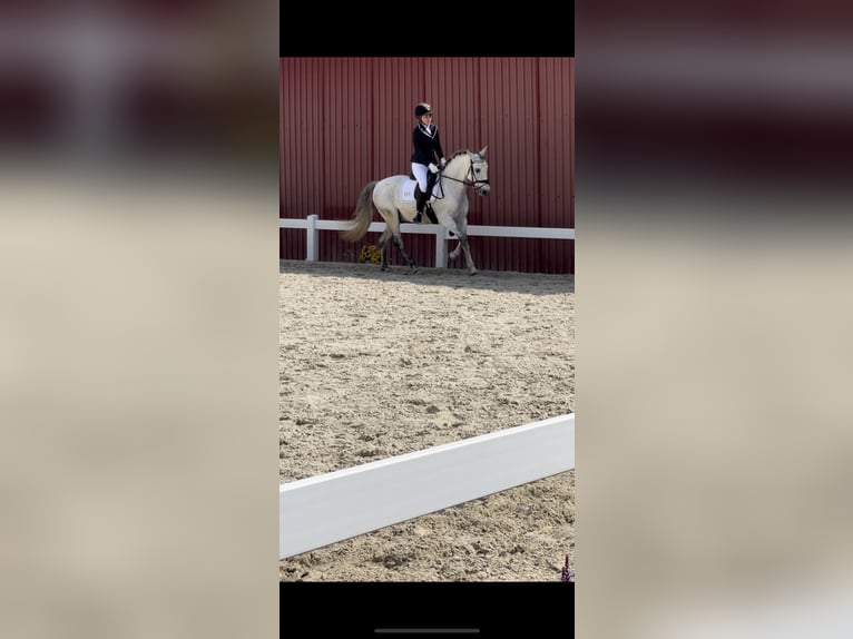 Cruzado Wallach 12 Jahre 147 cm Schimmel in Pollhagen Cruzado Wallach 12 Jahre 147 cm Schimmel in Pollhagen