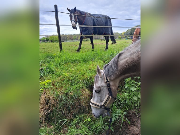 Cruzado Mix Wallach 12 Jahre 150 cm Kann Schimmel werden in Kamp-Lintfort