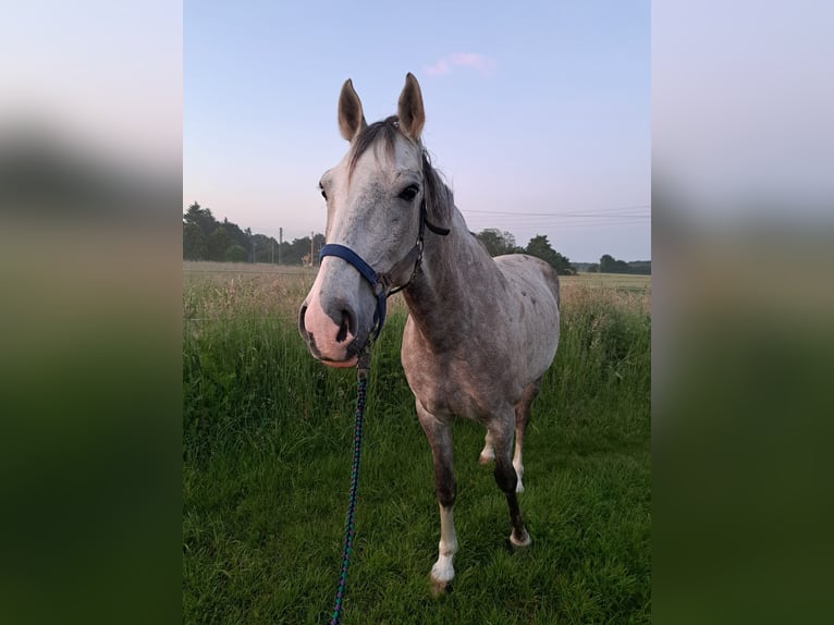 Cruzado Mix Wallach 12 Jahre 150 cm Kann Schimmel werden in Kamp-Lintfort