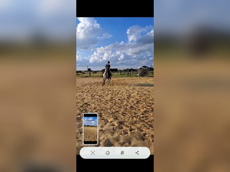 Cruzado Mix Wallach 12 Jahre 150 cm Kann Schimmel werden in Kamp-Lintfort