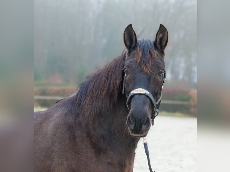 Cruzado Wallach 12 Jahre 158 cm Dunkelbrauner in Neustadt (Wied)