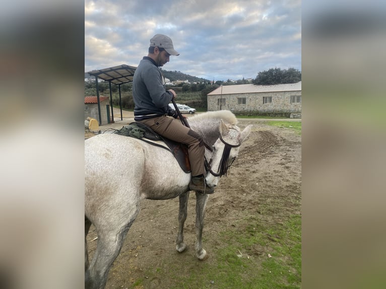 Cruzado Wallach 12 Jahre 159 cm Fliegenschimmel in Cabeza La Vaca