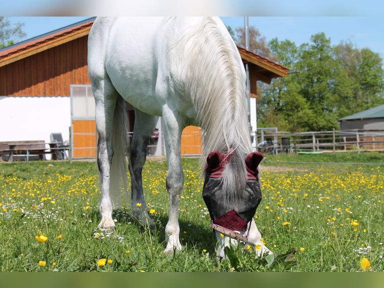Cruzado Wallach 12 Jahre 159 cm Schimmel in Waakirchen