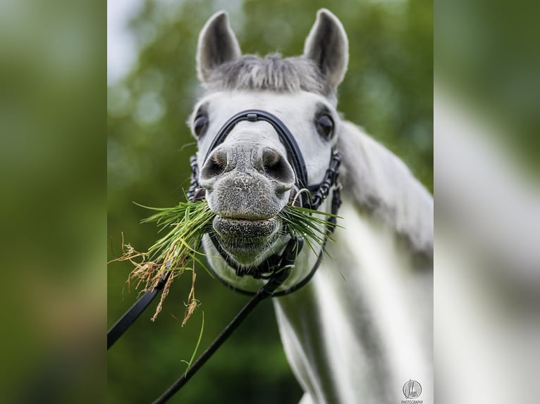 Cruzado Wallach 12 Jahre 159 cm Schimmel in Waakirchen