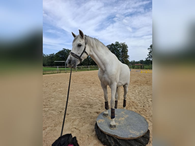 Cruzado Wallach 12 Jahre 159 cm Schimmel in Waakirchen