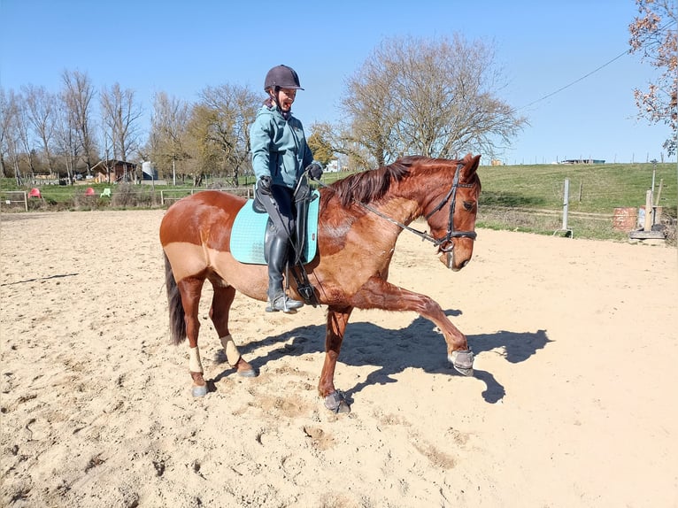 Cruzado Mix Wallach 12 Jahre 160 cm Fuchs in L'Isle Jourdain