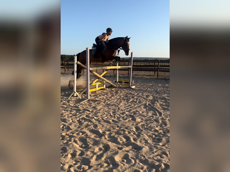 Cruzado Mix Wallach 12 Jahre 160 cm Hellbrauner in Santa Pon&#xE7;a