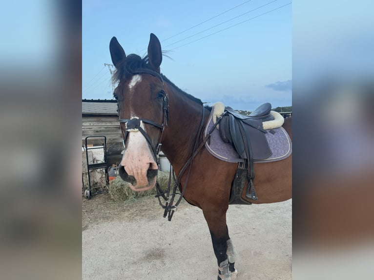 Cruzado Mix Wallach 12 Jahre 160 cm Hellbrauner in Santa Pon&#xE7;a