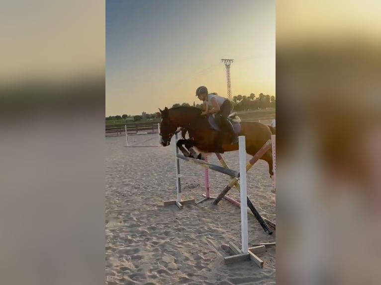 Cruzado Mix Wallach 12 Jahre 160 cm Hellbrauner in Santa Pon&#xE7;a