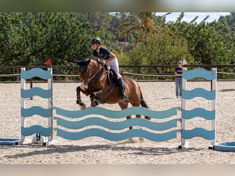 Cruzado Mix Wallach 12 Jahre 160 cm Hellbrauner in Santa Pon&#xE7;a