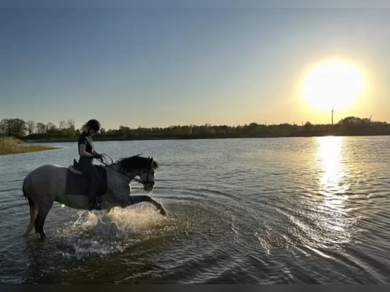 Cruzado Wallach 12 Jahre 165 cm Apfelschimmel in Kletkamp