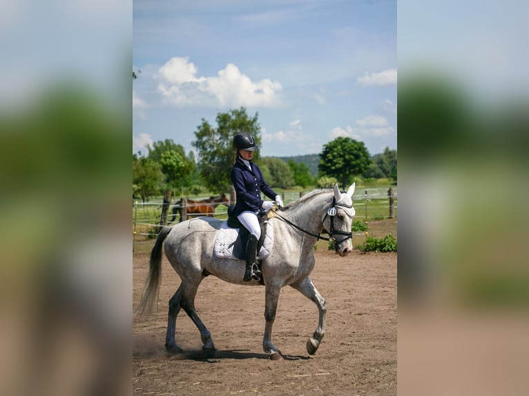 Cruzado Wallach 12 Jahre 165 cm Apfelschimmel in Kletkamp