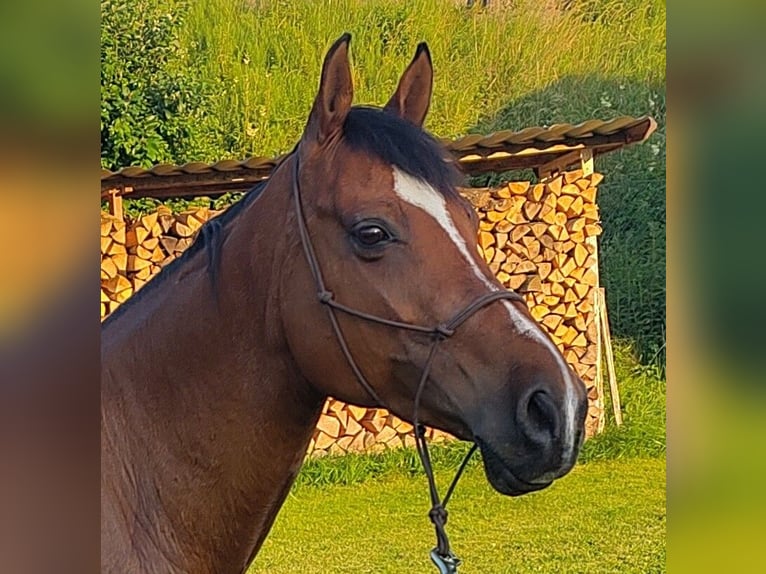 Cruzado Wallach 12 Jahre 165 cm Brauner in Meilen