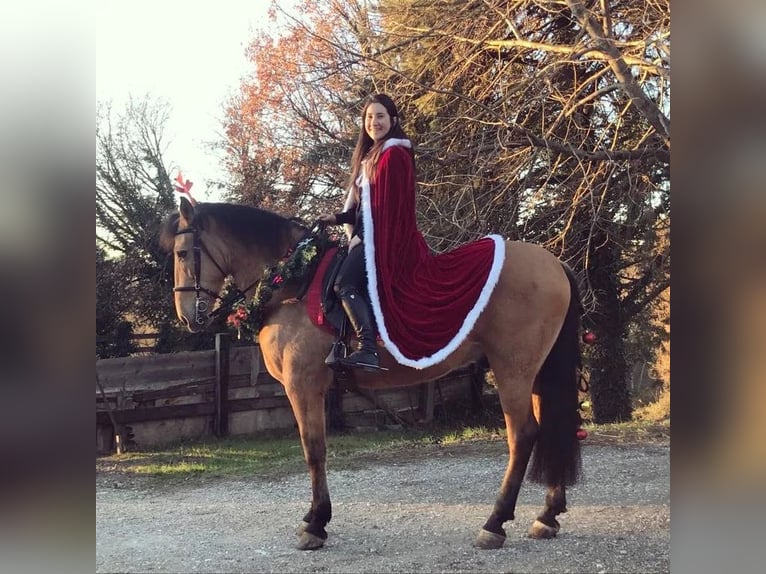 Cruzado Wallach 12 Jahre 165 cm Champagne in Città di castello