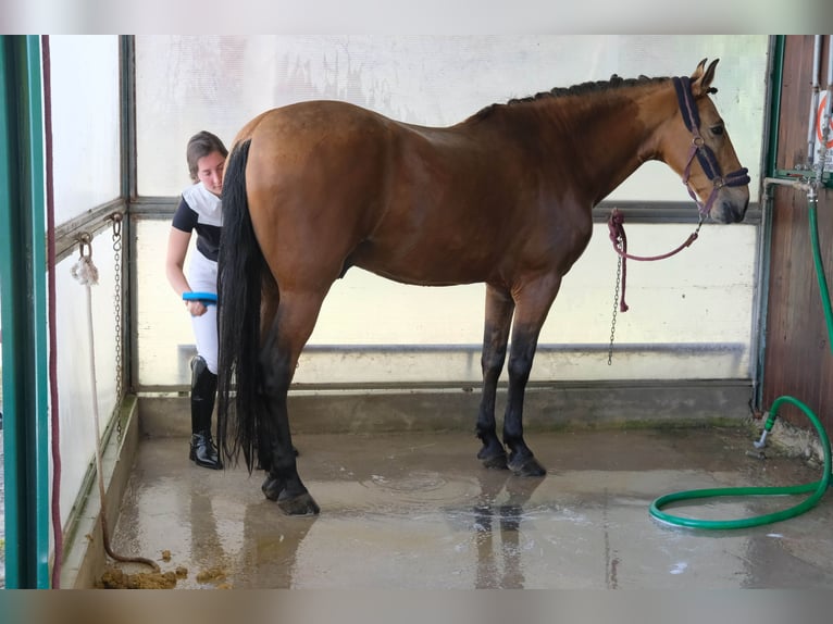 Cruzado Wallach 12 Jahre 165 cm Champagne in Città di castello