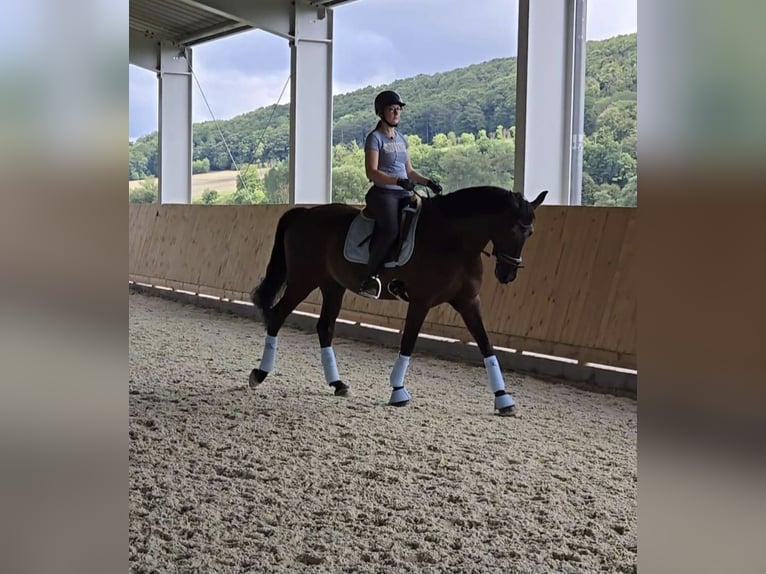 Cruzado Wallach 12 Jahre 172 cm Rappe in Einbeck