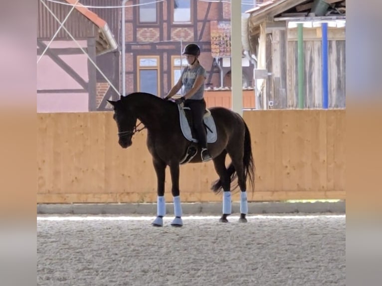 Cruzado Wallach 12 Jahre 172 cm Rappe in Einbeck