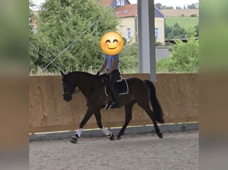 Cruzado Wallach 12 Jahre 172 cm Rappe in Einbeck