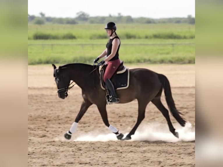 Cruzado Wallach 12 Jahre 172 cm Rappe in Einbeck