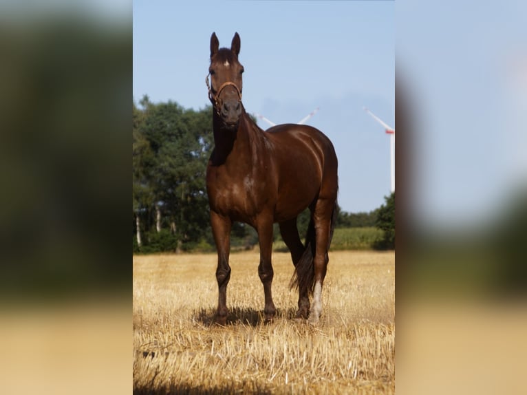 Cruzado Wallach 12 Jahre 176 cm Dunkelfuchs in Quakenbrück