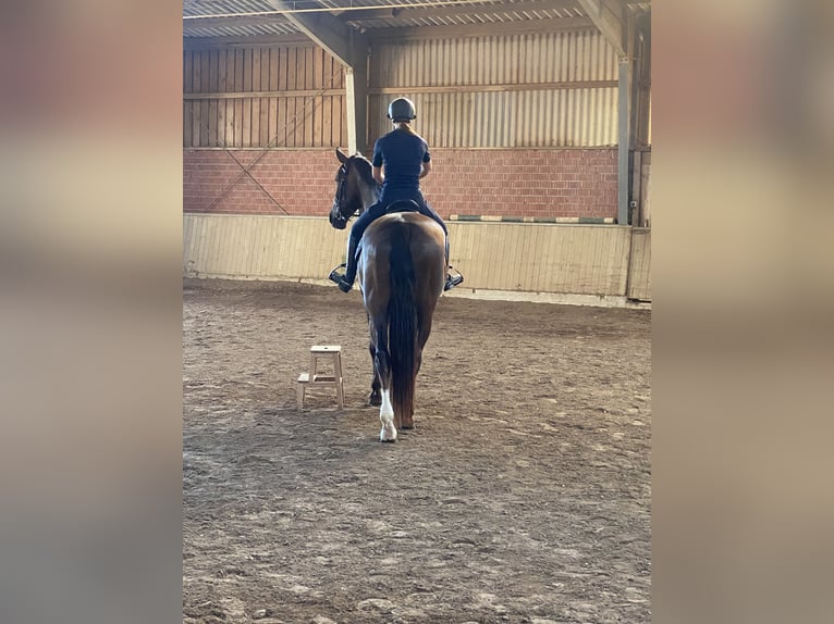 Cruzado Wallach 12 Jahre 176 cm Dunkelfuchs in Quakenbrück