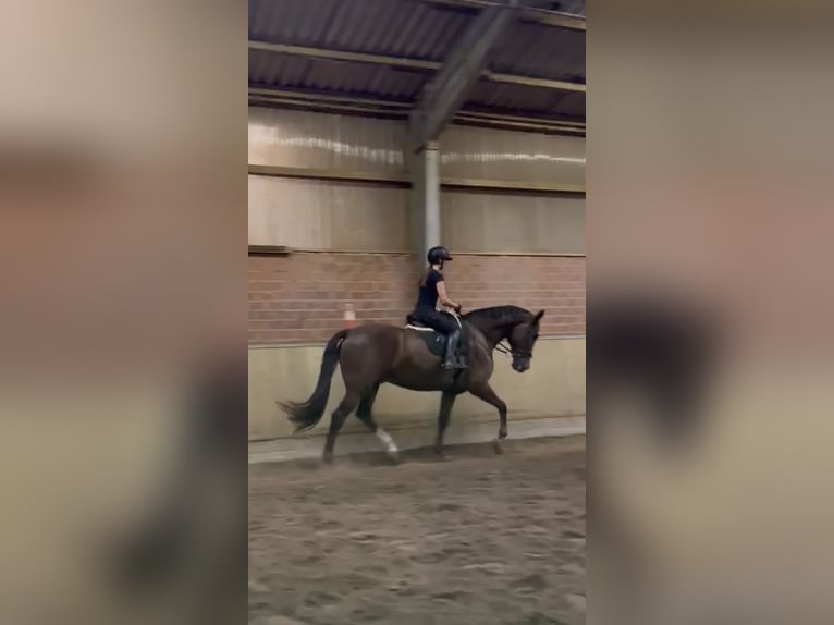 Cruzado Wallach 12 Jahre 176 cm Dunkelfuchs in Quakenbrück