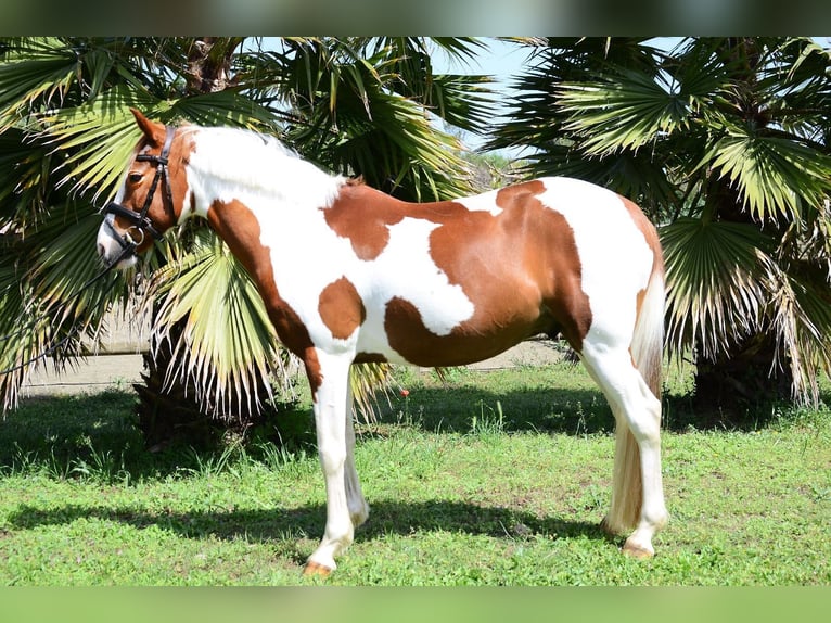 Cruzado Wallach 13 Jahre 148 cm Schecke in Canet De Mar