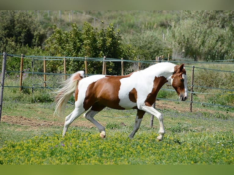 Cruzado Wallach 13 Jahre 148 cm Schecke in Canet De Mar