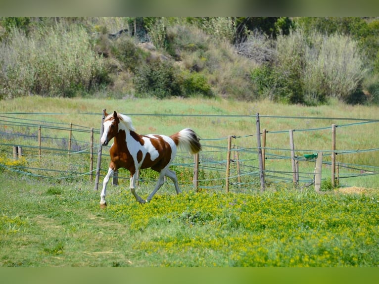 Cruzado Wallach 13 Jahre 148 cm Schecke in Canet De Mar