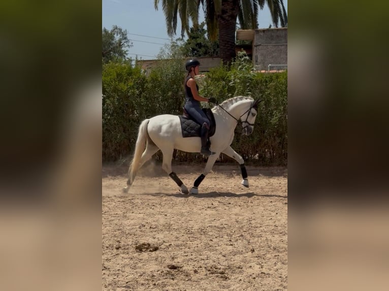 Cruzado Wallach 13 Jahre 153 cm  in SAN ANTONIO BENAGEBER