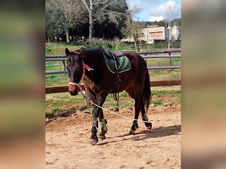 Cruzado Wallach 13 Jahre 157 cm Dunkelbrauner in Canet D&#39;Adri