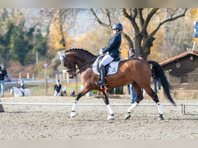 Cruzado Wallach 13 Jahre 160 cm Brauner in Paracuellos De Jarama