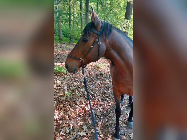 Cruzado Wallach 14 Jahre 160 cm Brauner in Iserlohn