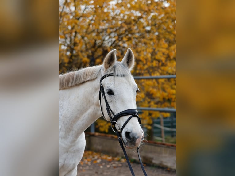 Cruzado Wallach 14 Jahre 163 cm Schimmel in Abenberg