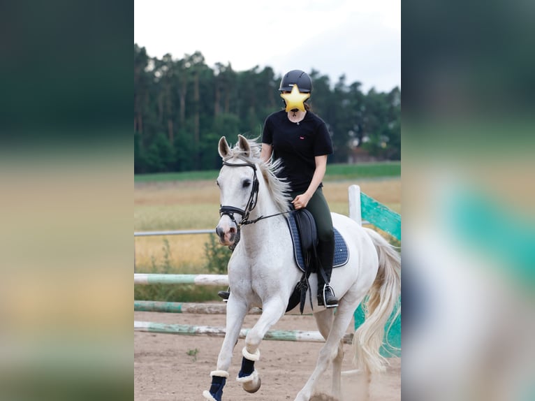 Cruzado Wallach 14 Jahre 163 cm Schimmel in Abenberg