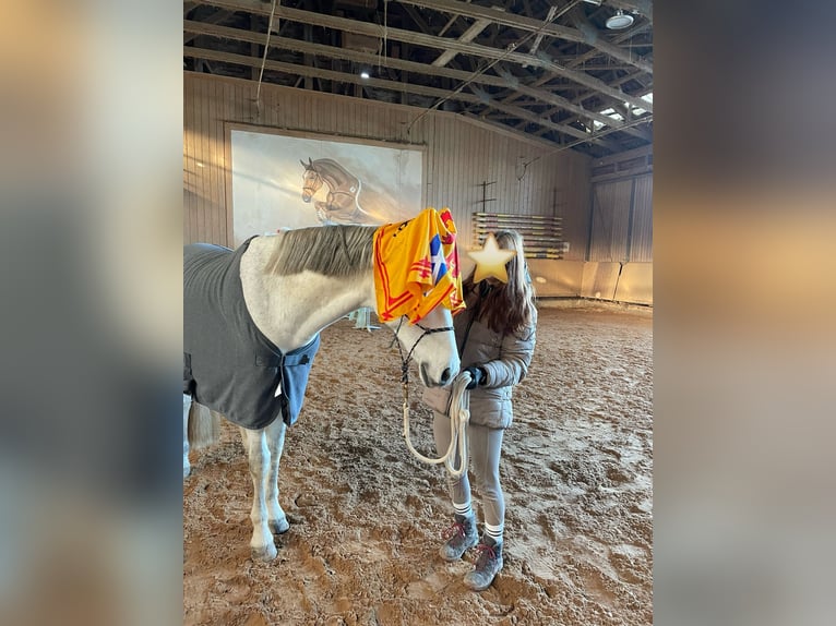 Cruzado Wallach 14 Jahre 163 cm Schimmel in Abenberg