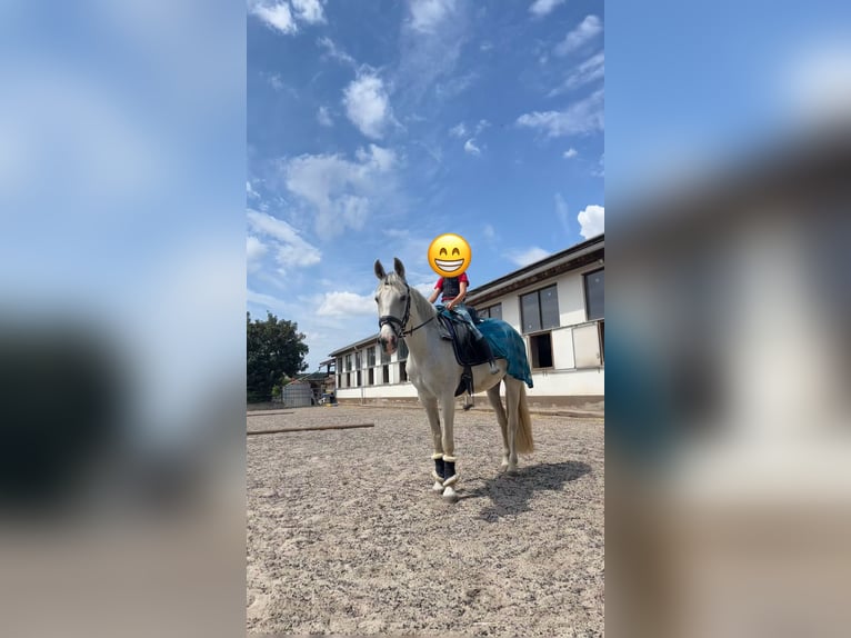 Cruzado Wallach 14 Jahre 163 cm Schimmel in Abenberg