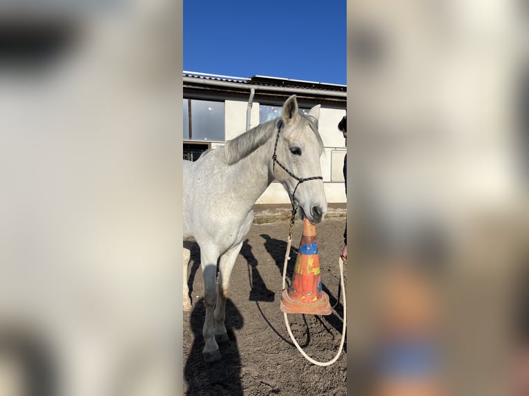 Cruzado Wallach 14 Jahre 163 cm Schimmel in Abenberg