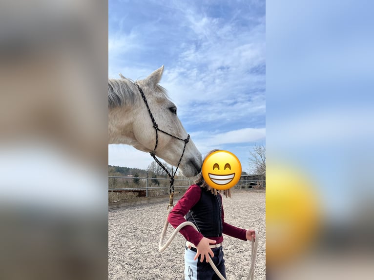 Cruzado Wallach 14 Jahre 163 cm Schimmel in Abenberg