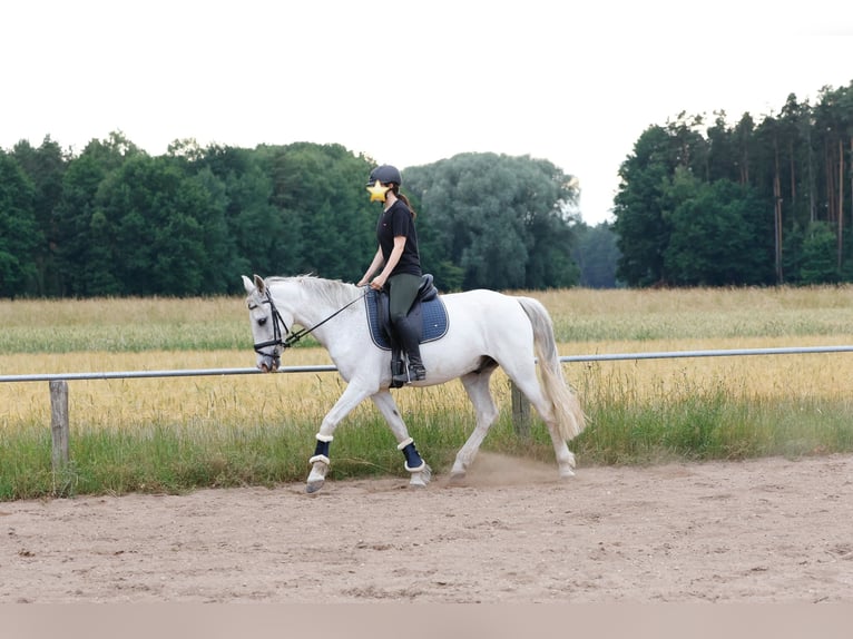 Cruzado Wallach 14 Jahre 163 cm Schimmel in Abenberg