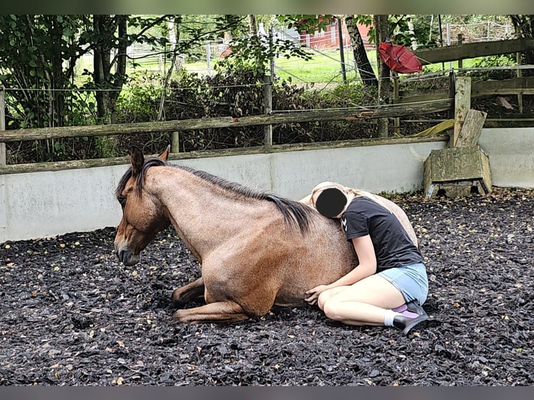 Cruzado Wallach 15 Jahre 153 cm Roan-Bay in Haiterbach