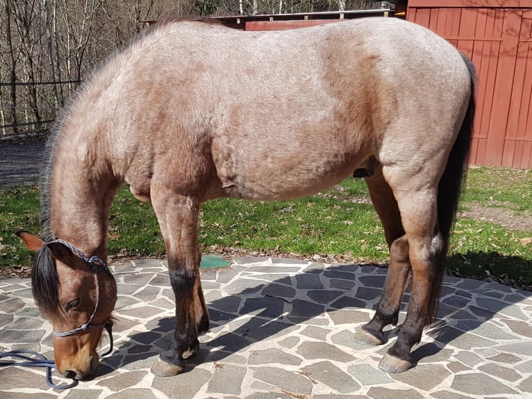 Cruzado Wallach 15 Jahre 153 cm Roan-Bay in Haiterbach
