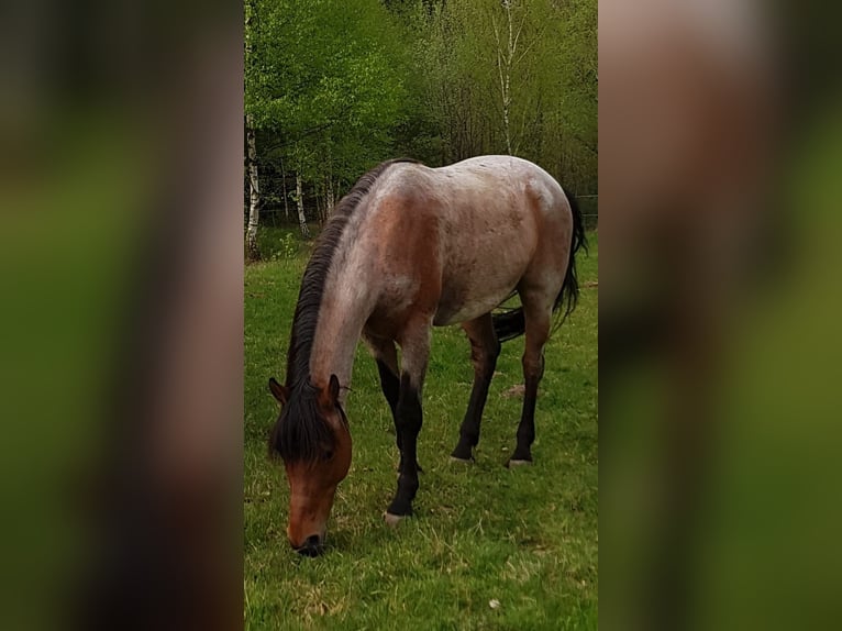 Cruzado Wallach 15 Jahre 153 cm Roan-Bay in Haiterbach
