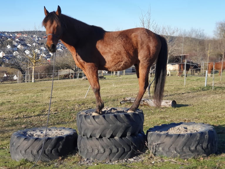 Cruzado Wallach 15 Jahre 153 cm Roan-Bay in Haiterbach