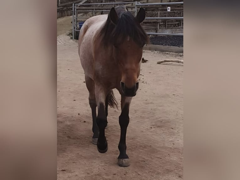 Cruzado Wallach 15 Jahre 153 cm Roan-Bay in Haiterbach
